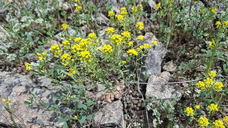 Odontarrhena corymbosoidea photo 6
