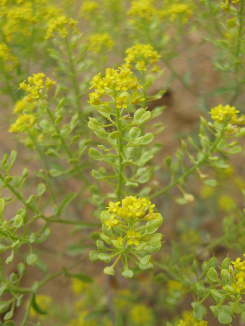 Odontarrhena corymbosoidea photo 7