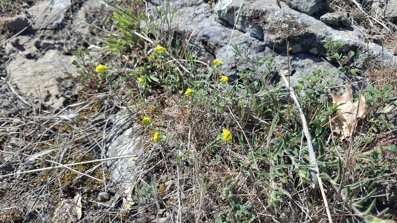 Odontarrhena corymbosoidea photo 8