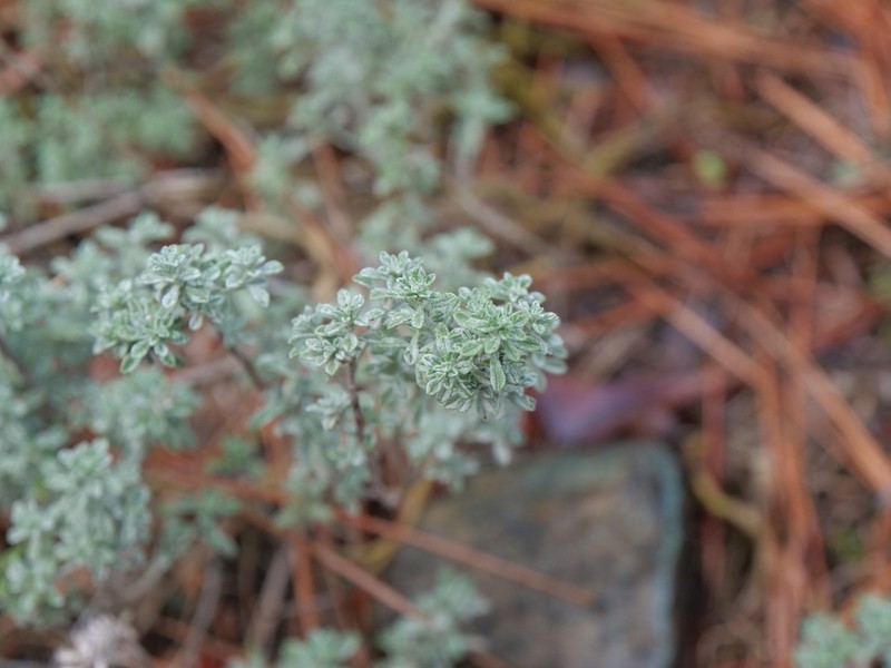 Odontarrhena cyprica