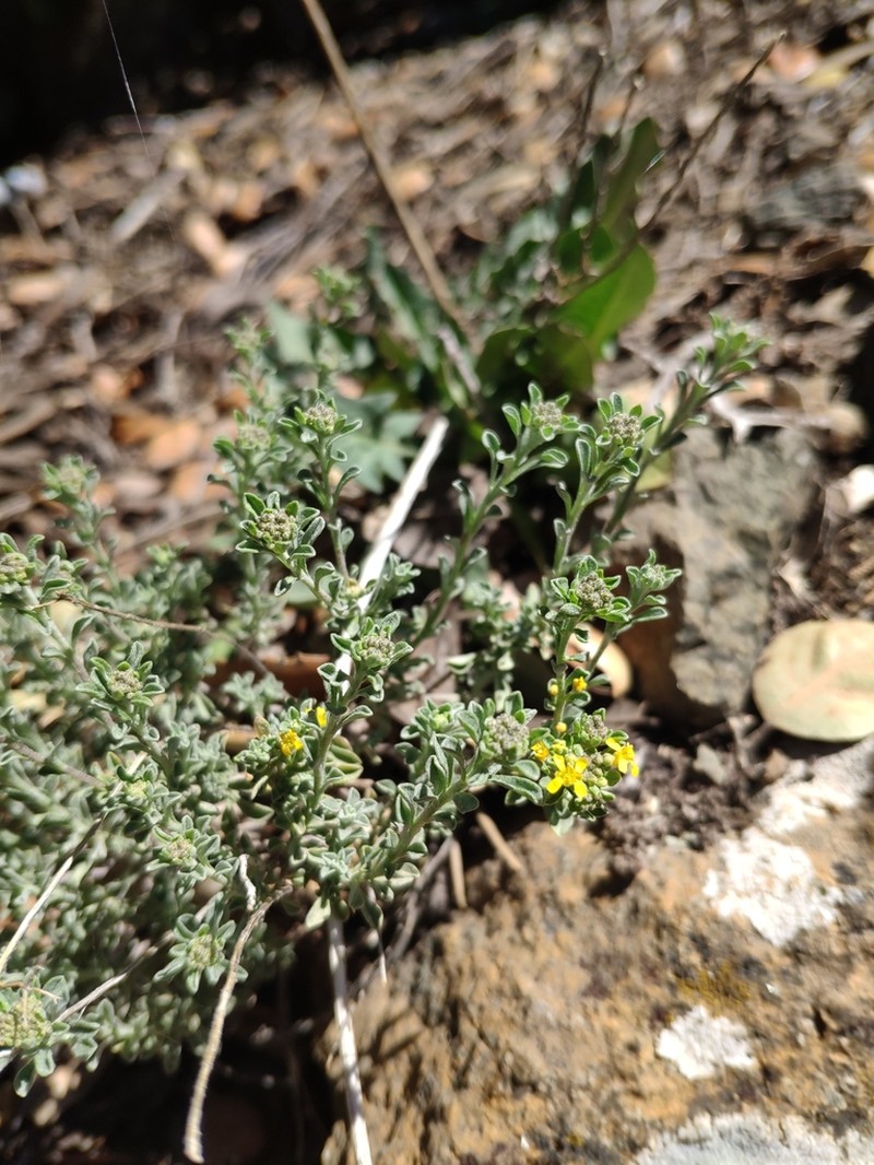 Odontarrhena cyprica photo 2