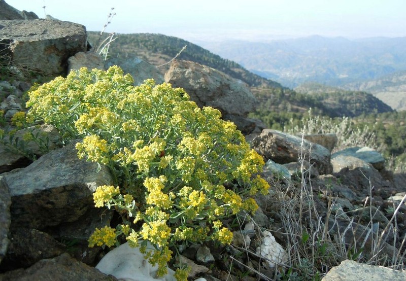 Odontarrhena cyprica photo 3