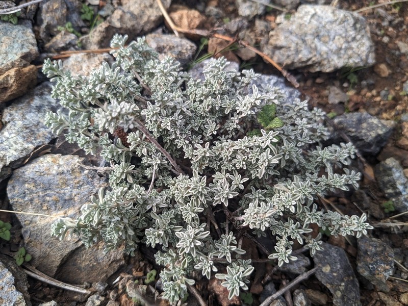 Odontarrhena cyprica photo 6