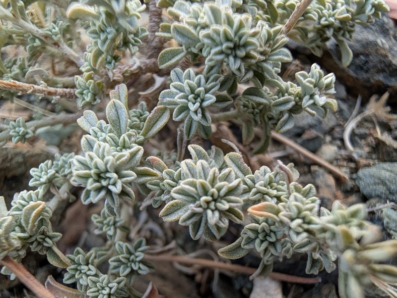 Odontarrhena cyprica photo 7