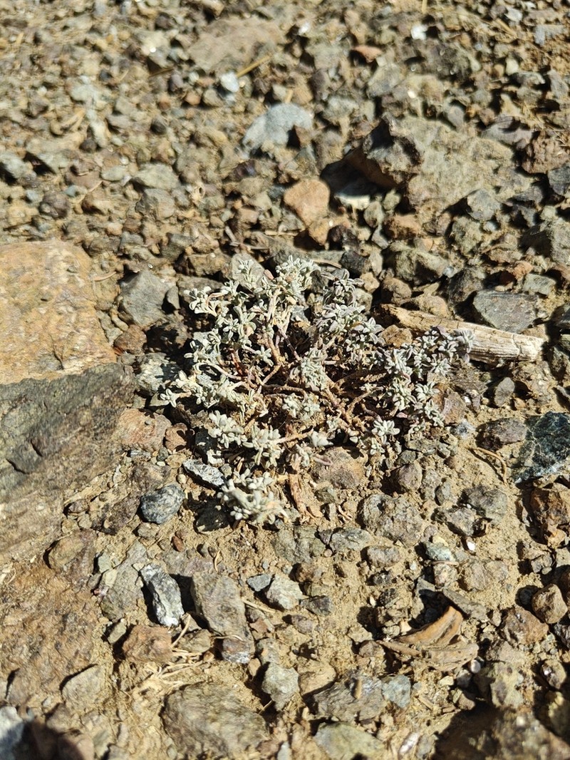 Odontarrhena cyprica photo 8