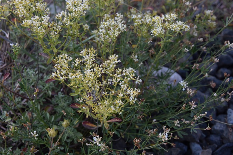 Odontarrhena decipiens