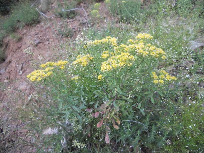 Odontarrhena decipiens photo 2
