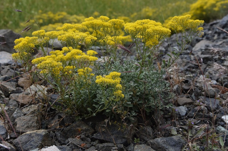 Odontarrhena decipiens photo 3