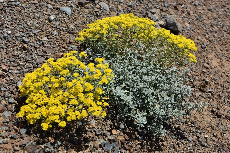 Odontarrhena decipiens photo 4