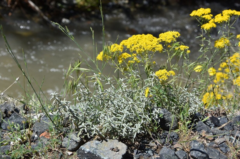Odontarrhena decipiens photo 5