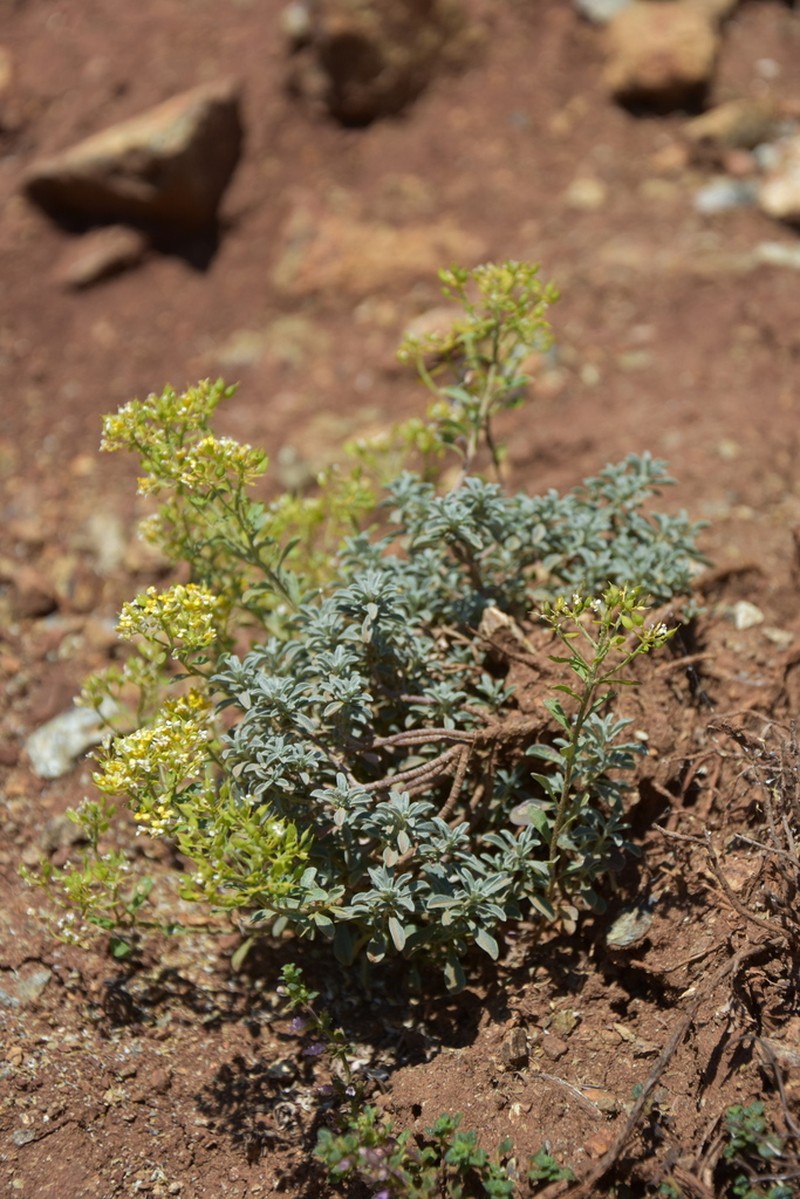 Odontarrhena decipiens photo 6