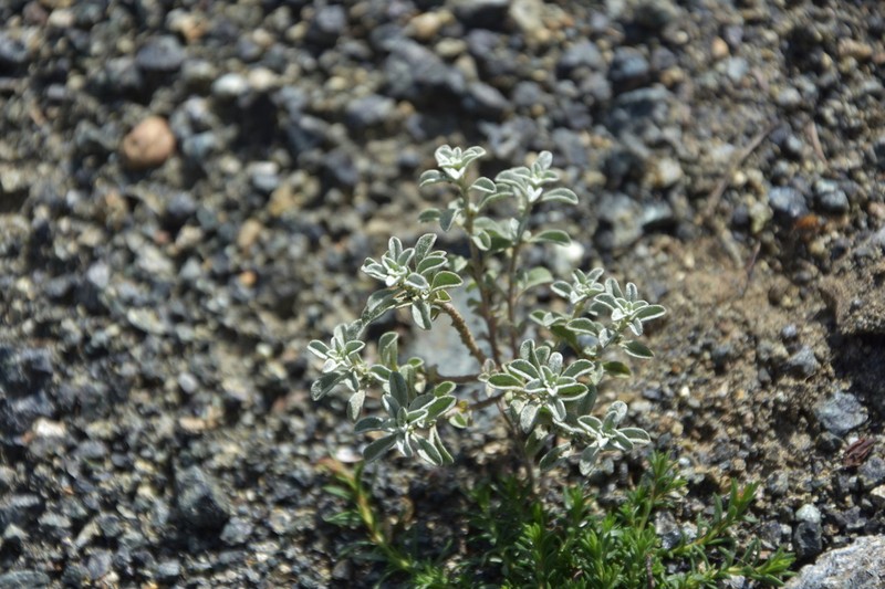 Odontarrhena decipiens photo 7