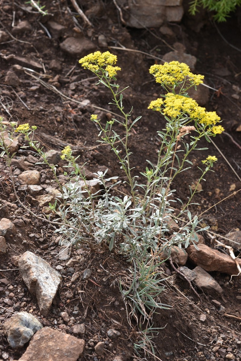 Odontarrhena decipiens photo 8