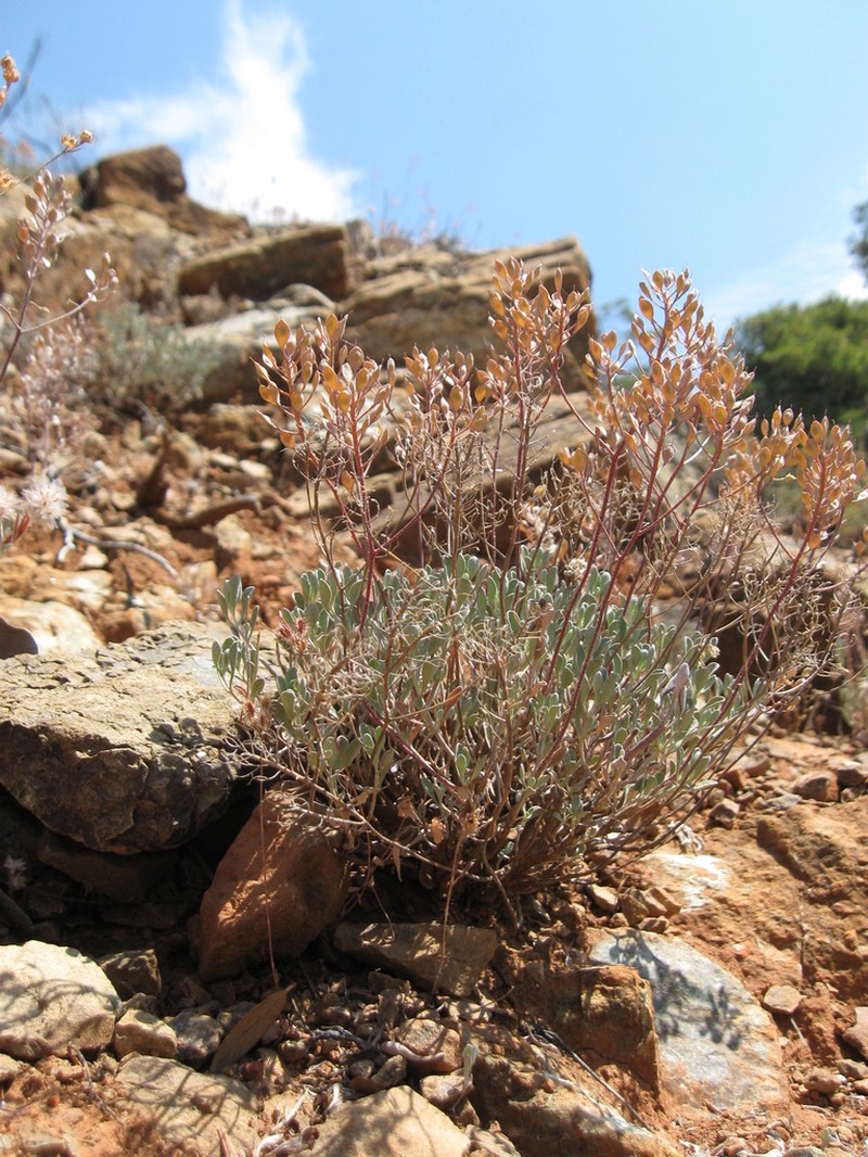 Odontarrhena euboea photo 3