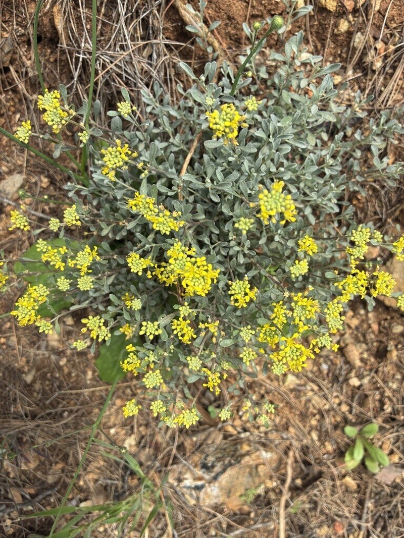 Odontarrhena euboea photo 4
