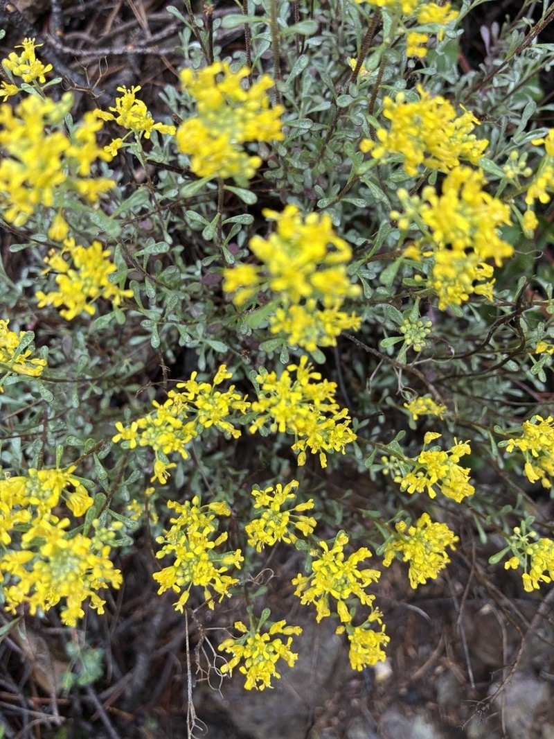 Odontarrhena euboea photo 6