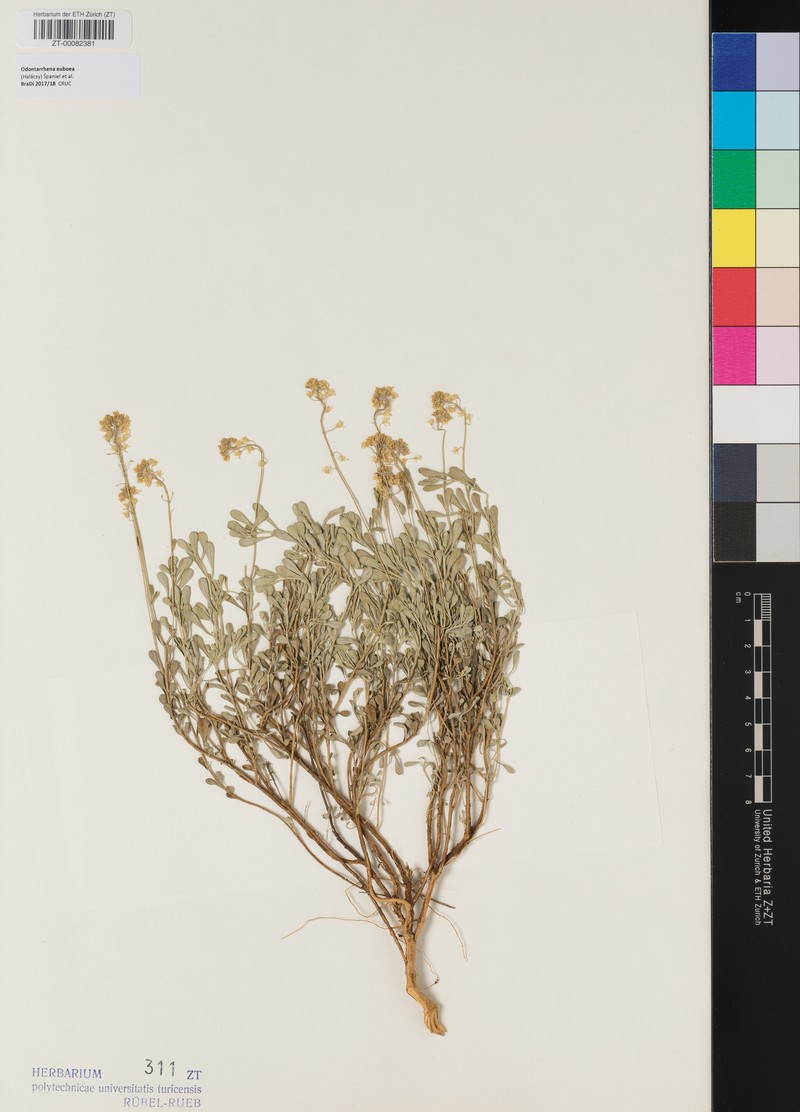 Odontarrhena euboea photo 7