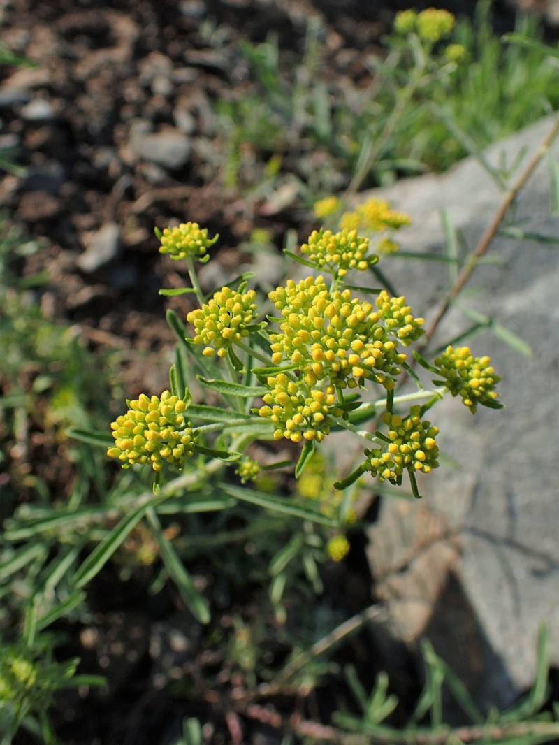 Odontarrhena euboea