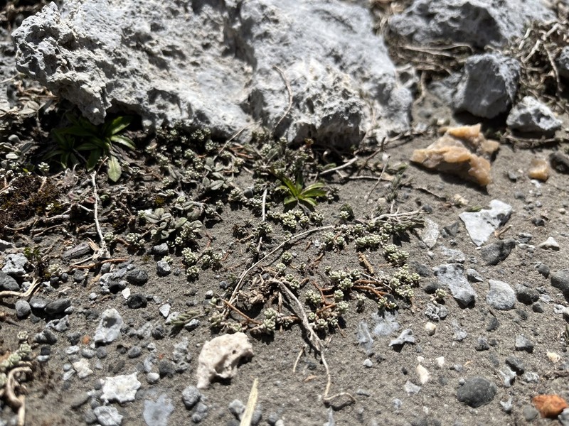 Odontarrhena fragillima photo 2