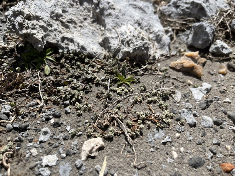 Odontarrhena fragillima photo 4