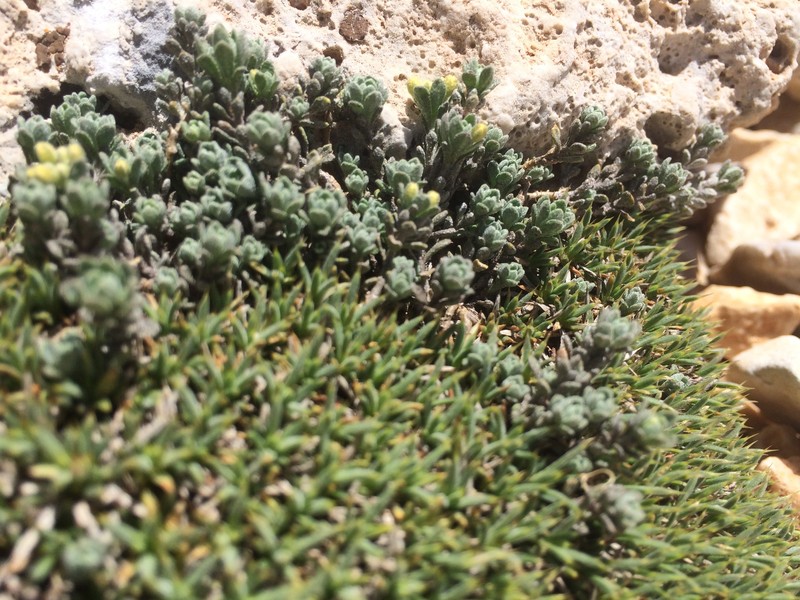 Odontarrhena fragillima photo 5