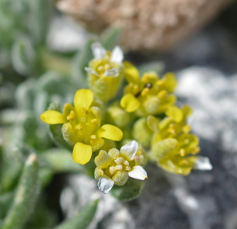 Odontarrhena fragillima photo 6
