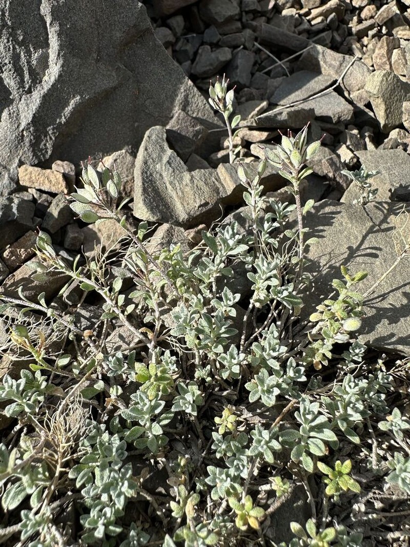 Odontarrhena gehamensis photo 2