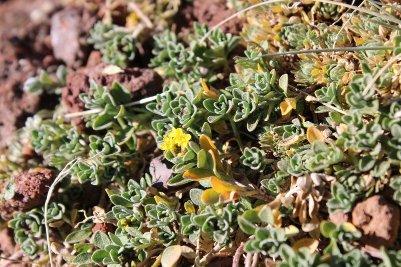 Odontarrhena gehamensis photo 3