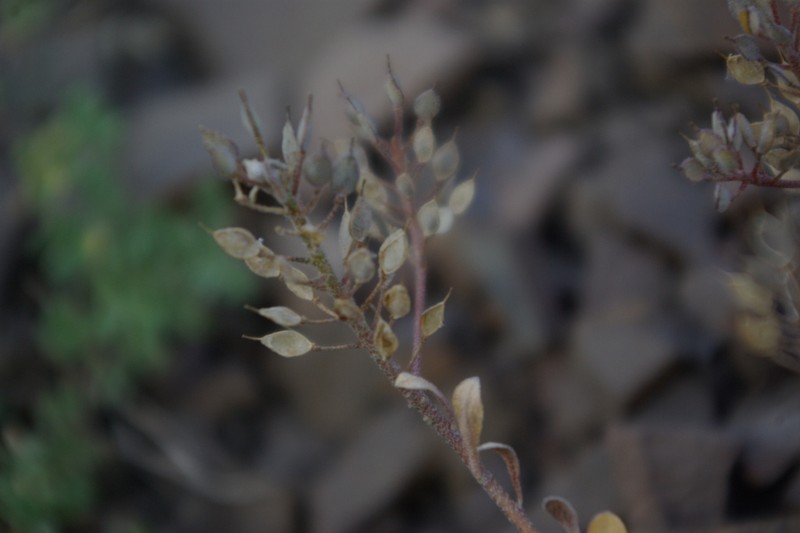 Odontarrhena gehamensis photo 4