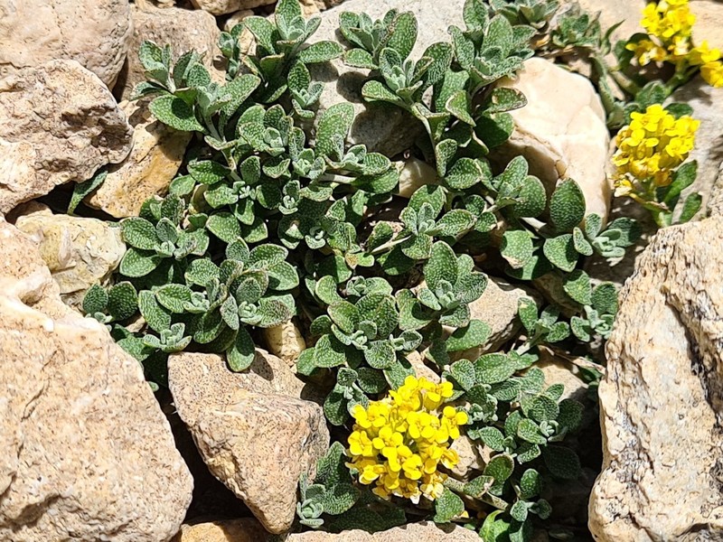 Odontarrhena gehamensis photo 6