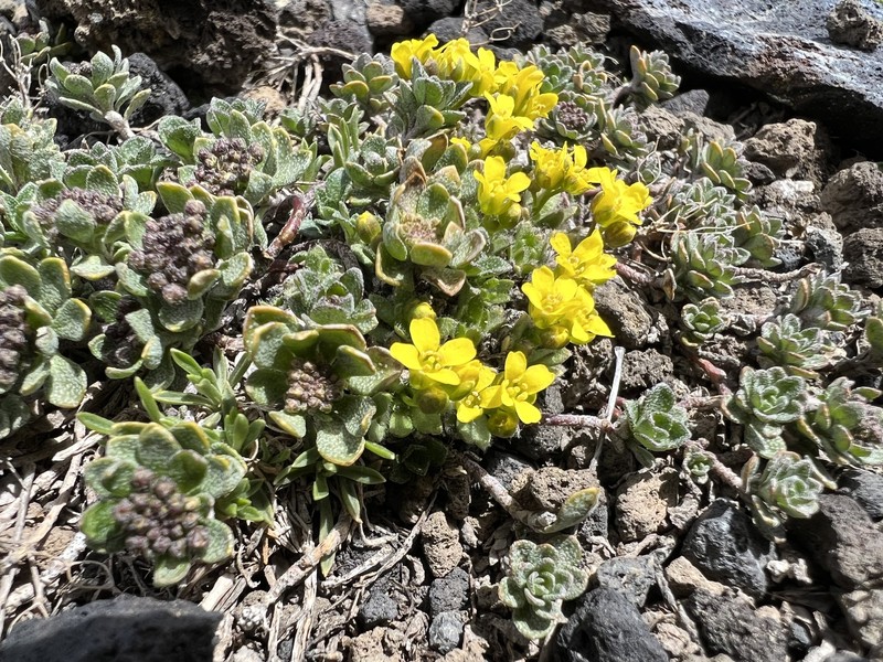 Odontarrhena gehamensis photo 7