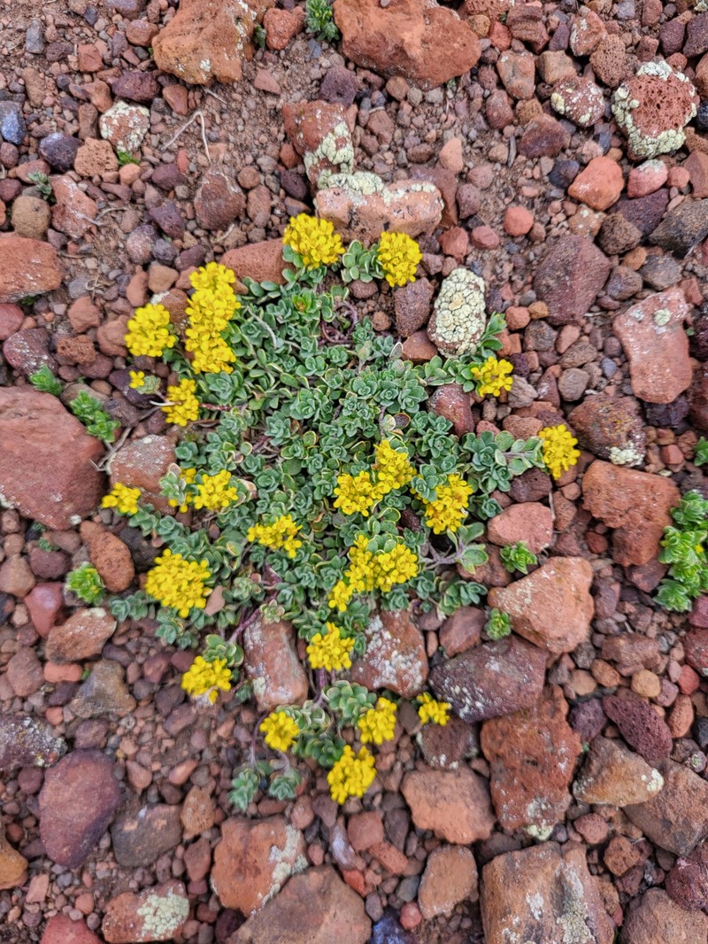 Odontarrhena gehamensis photo 8