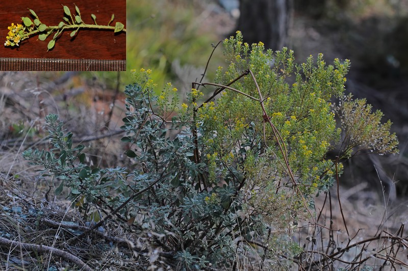 Odontarrhena giosnana