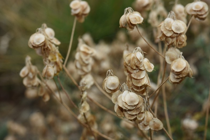 Odontarrhena heldreichii