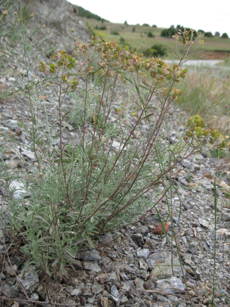 Odontarrhena heldreichii photo 2