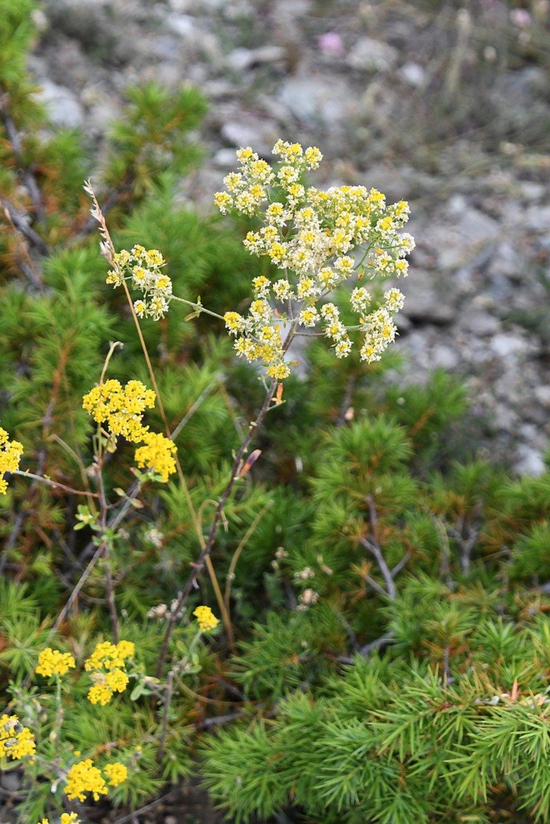 Odontarrhena heldreichii photo 3