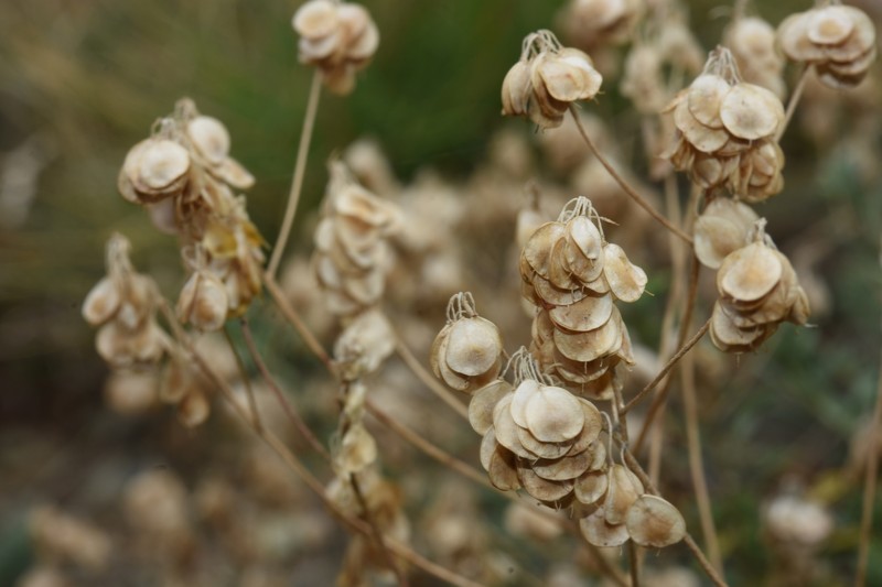 Odontarrhena heldreichii photo 4