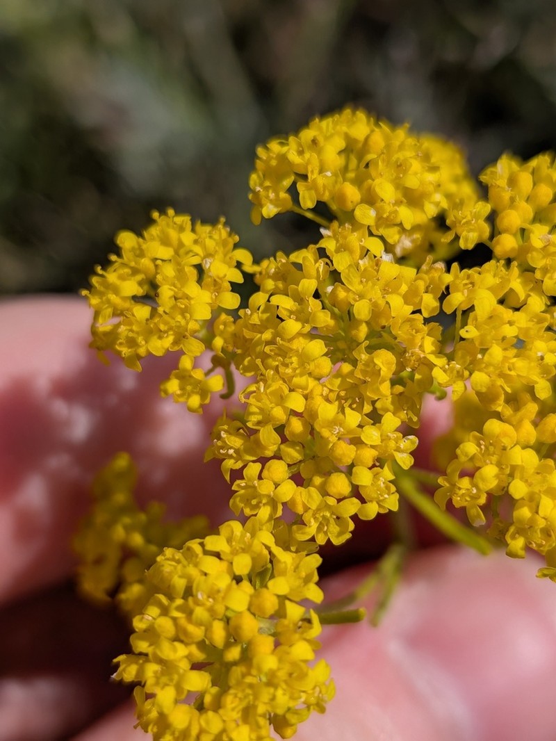 Odontarrhena huber-morathii