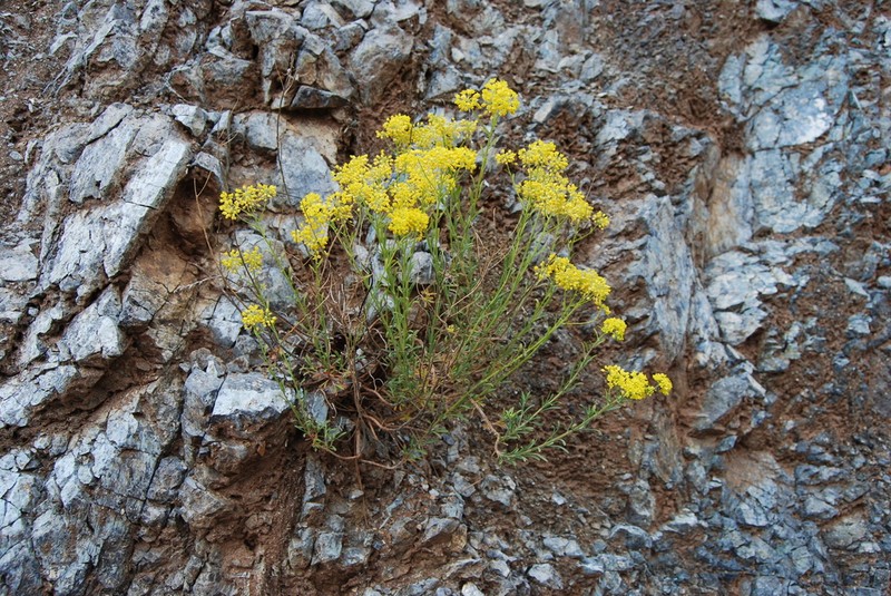 Odontarrhena lesbiaca photo 3