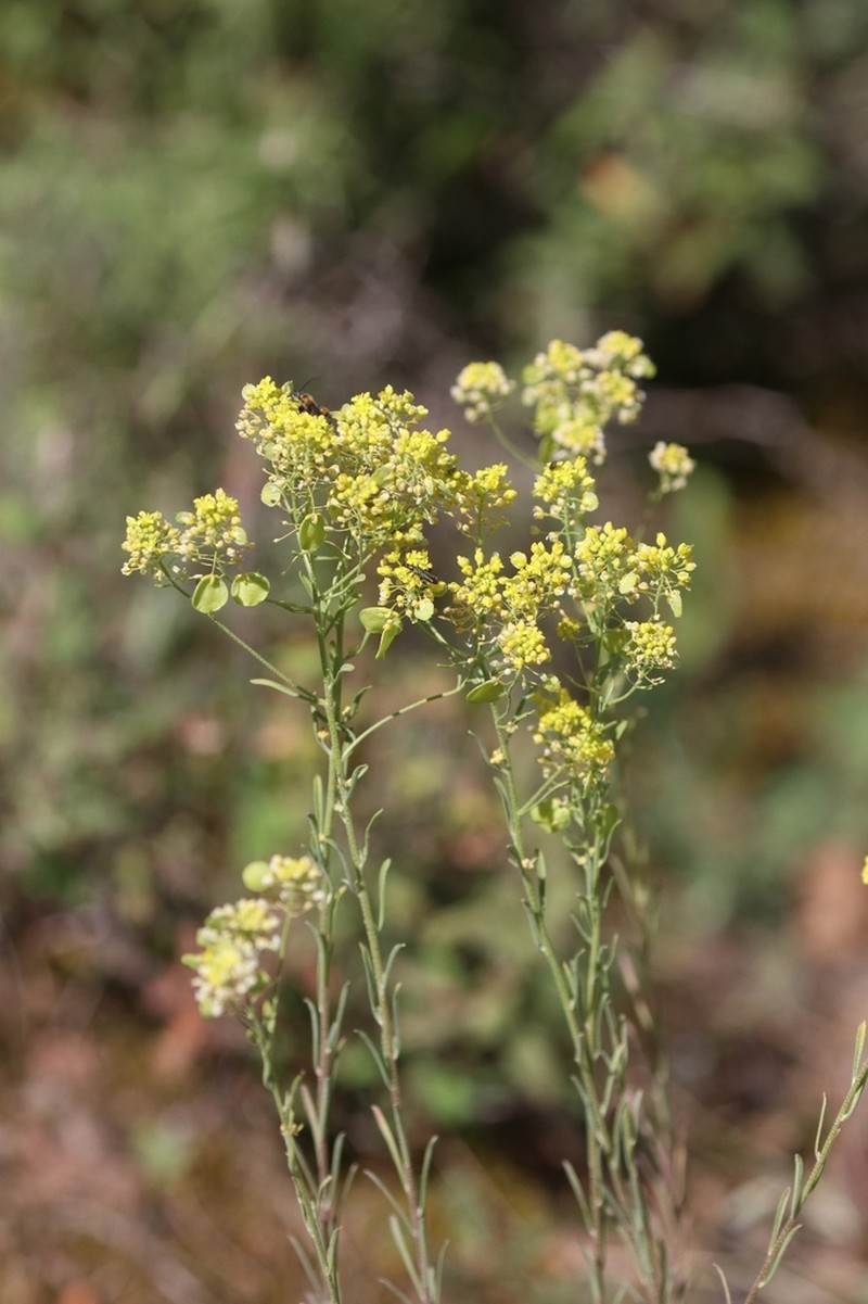 Odontarrhena lesbiaca photo 6