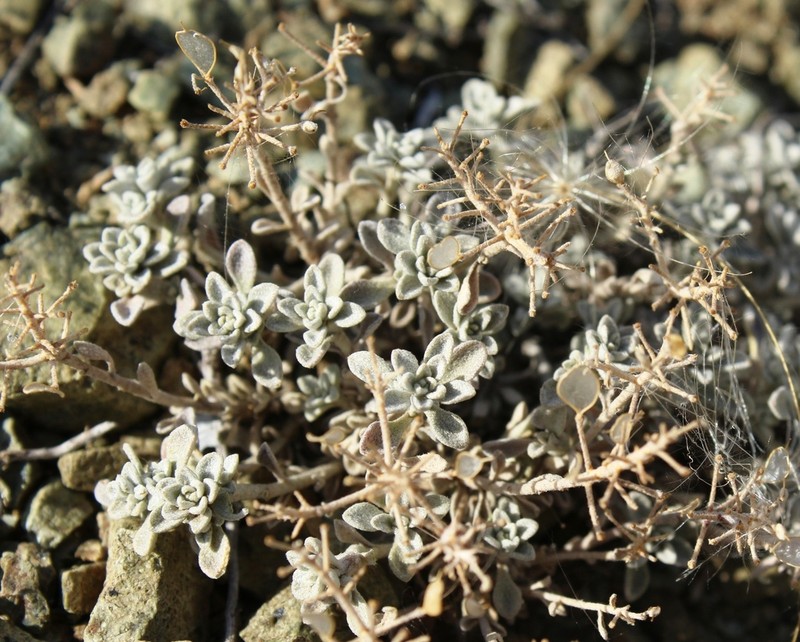 Odontarrhena litvinovii photo 2