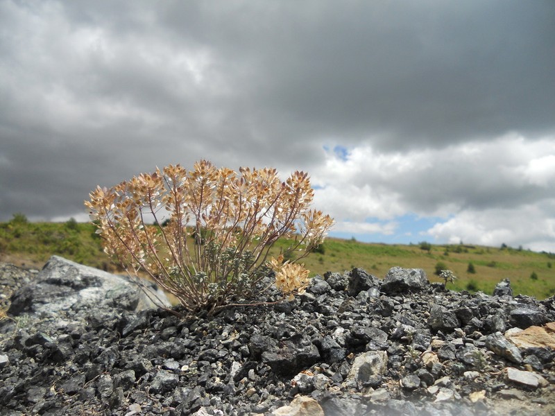Odontarrhena moravensis