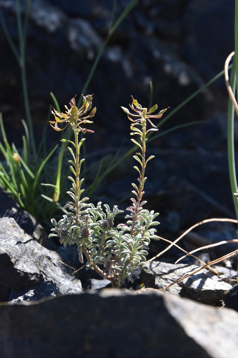 Odontarrhena moravensis photo 2