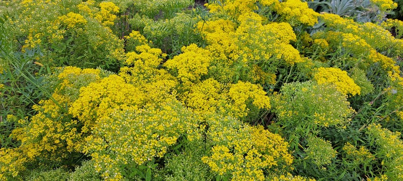 Yellowtuft photo 7