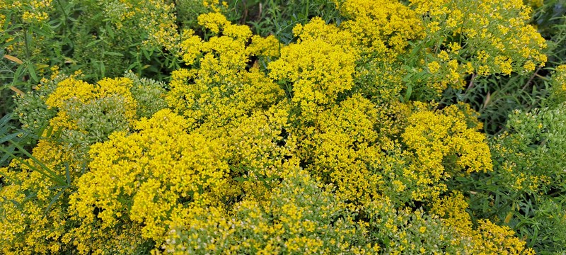 Yellowtuft photo 8