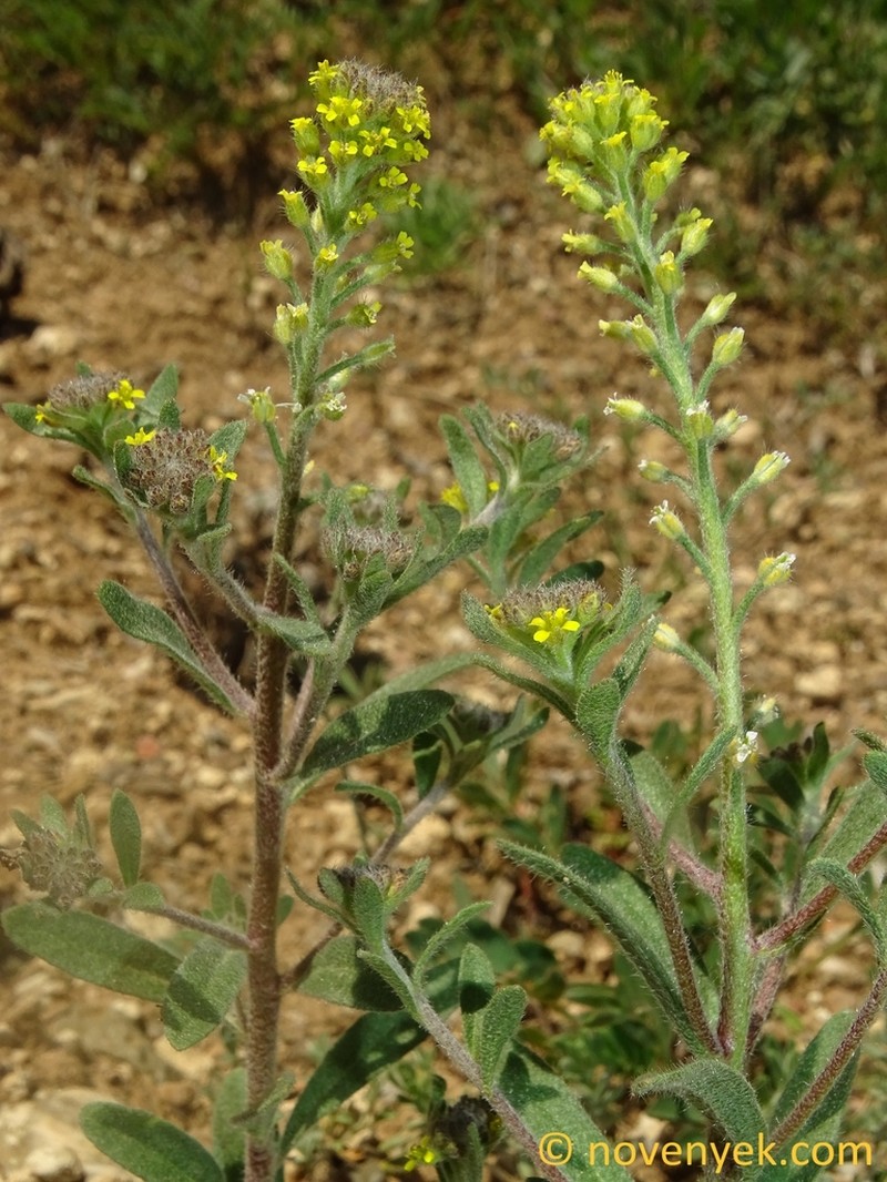 Odontarrhena pateri