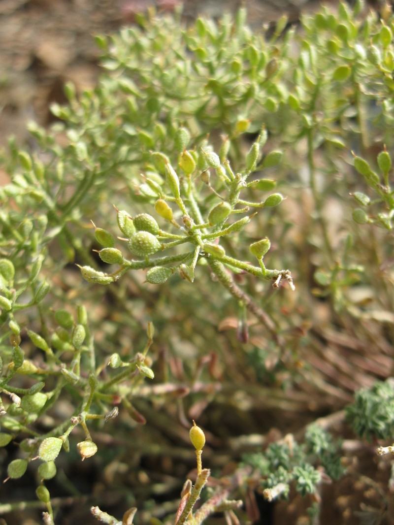 Odontarrhena pateri photo 2