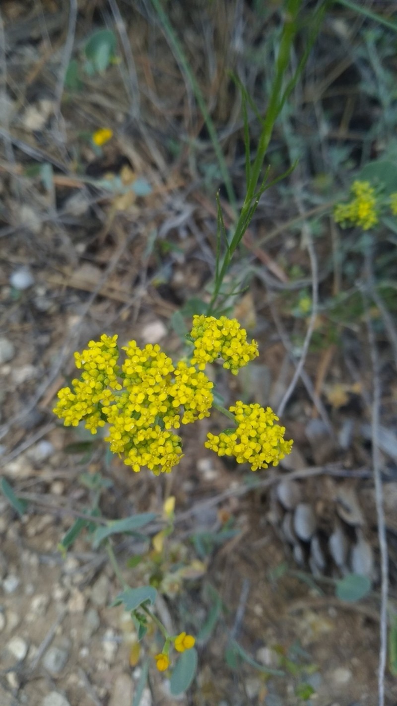 Odontarrhena pateri photo 3