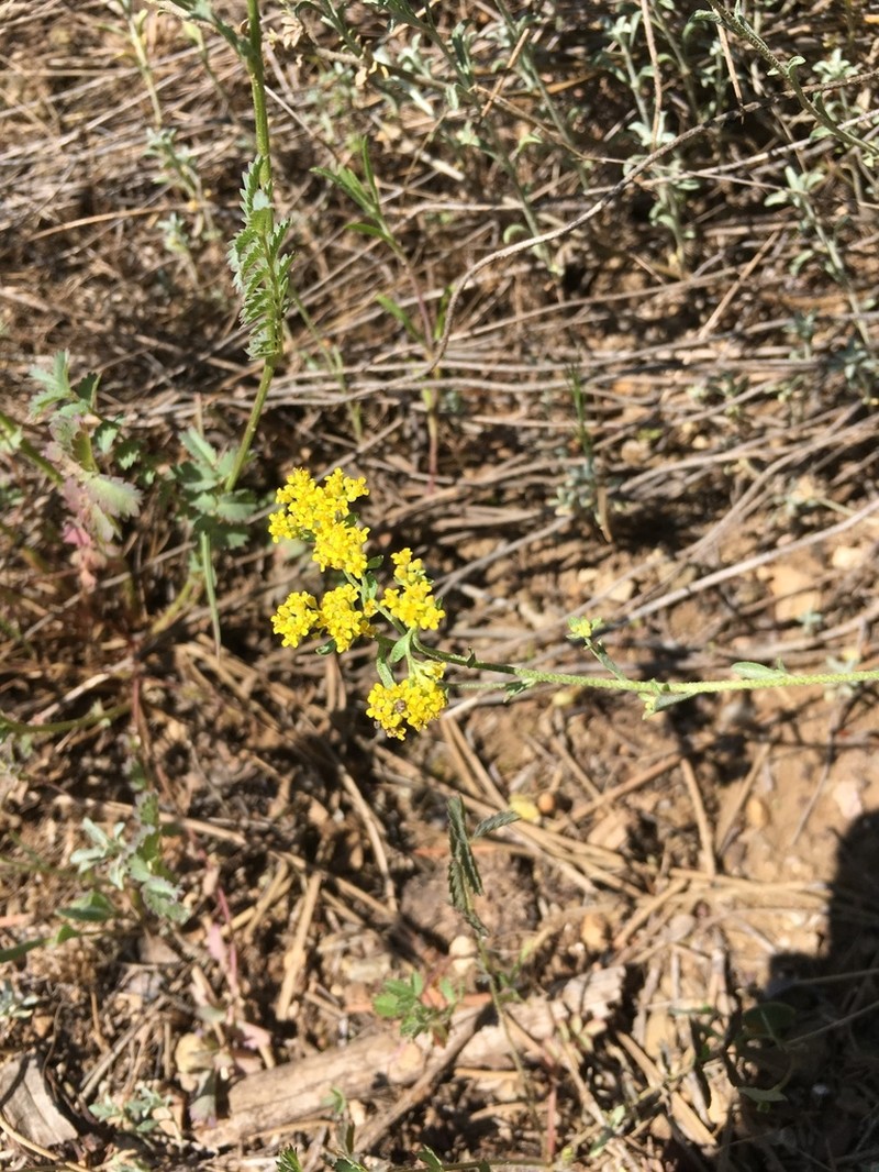 Odontarrhena pateri photo 4