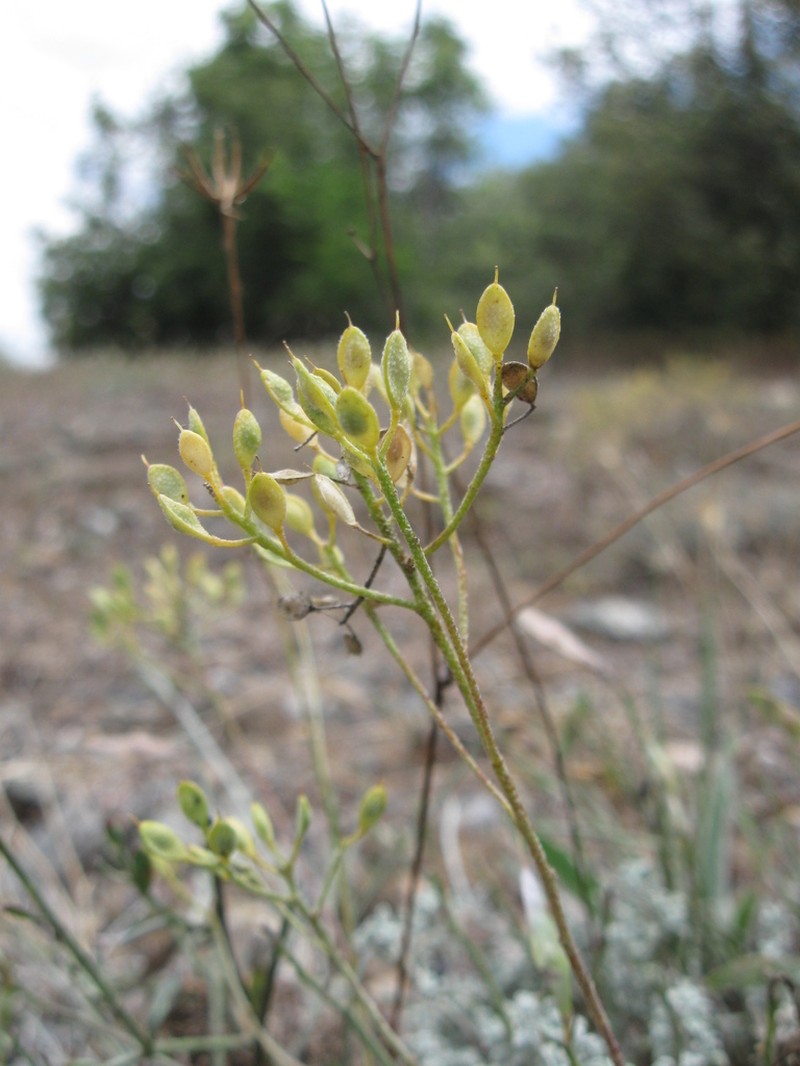 Odontarrhena pateri photo 5